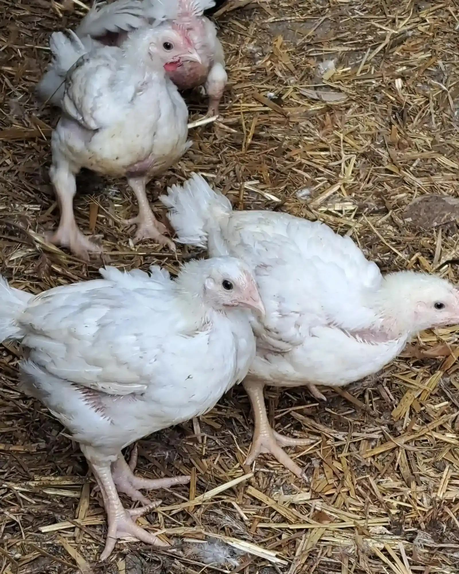 Masthühner im Freien
