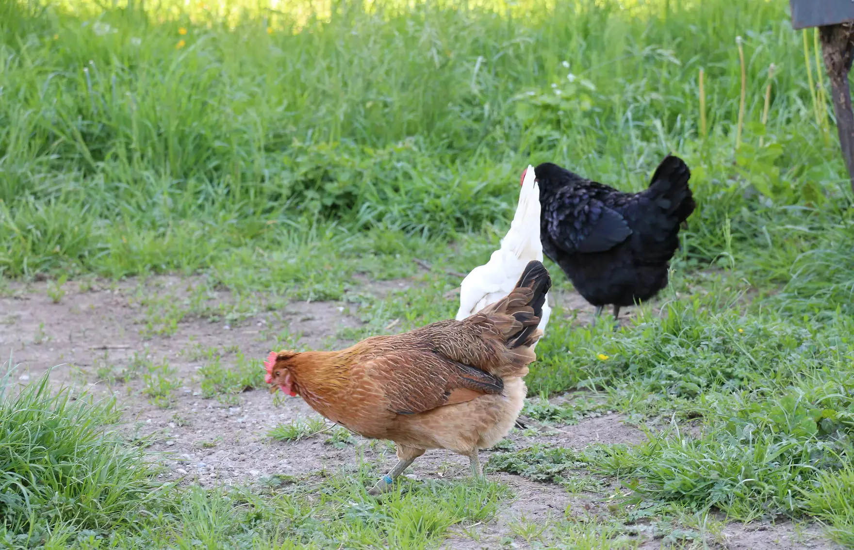 Hühner auf der grünen Wiese