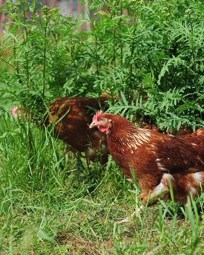 Poulet vom Hof