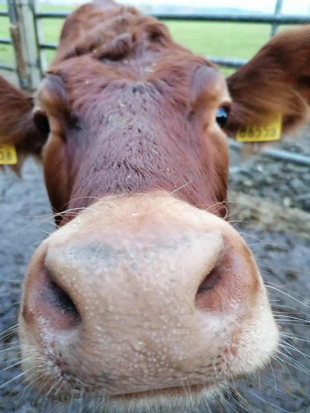 Kühe