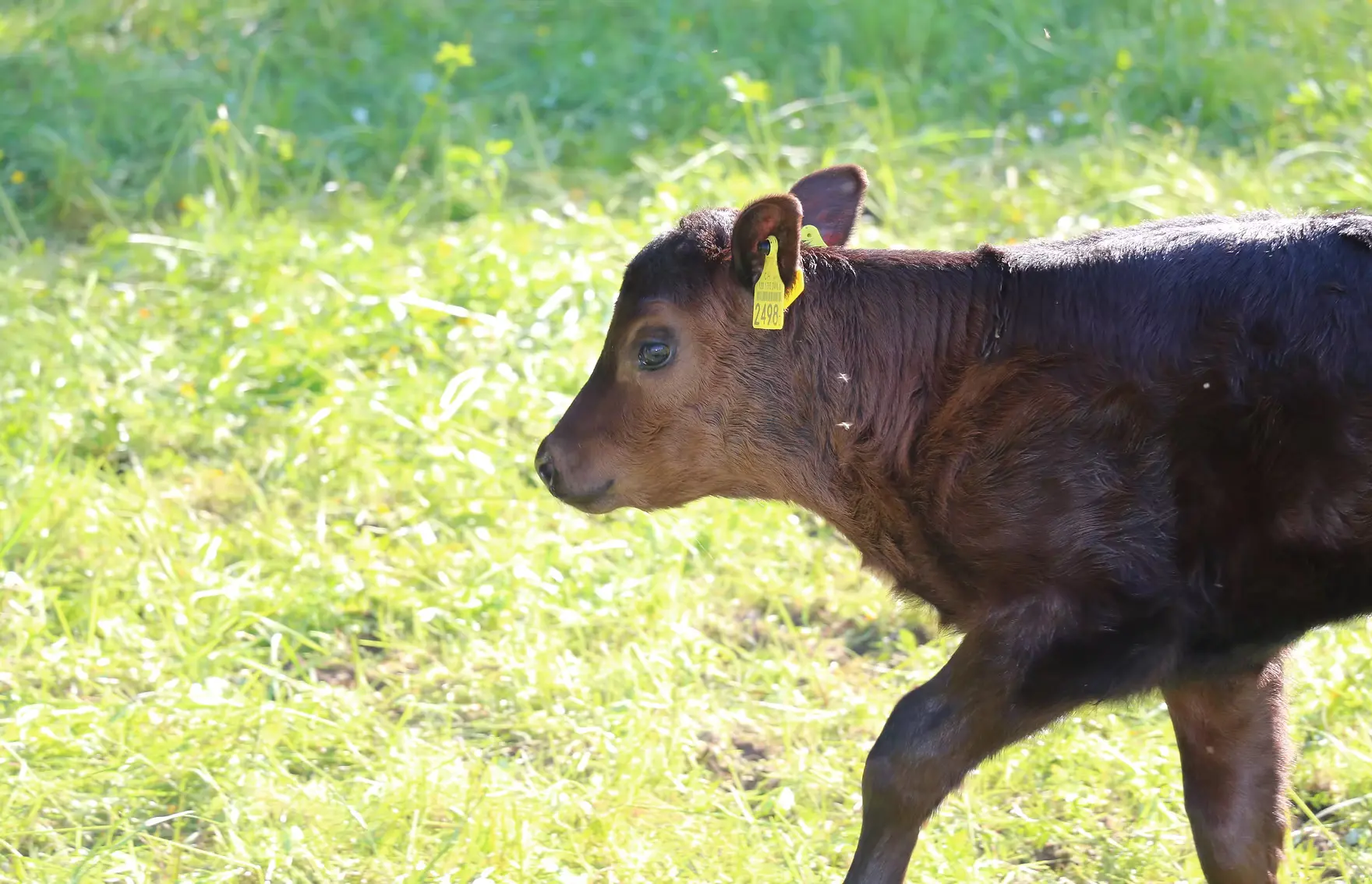 Kalb auf der Weide