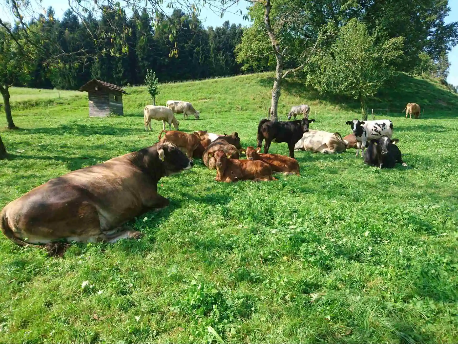 Rindfleisch